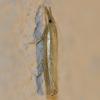 Agriphila tristella